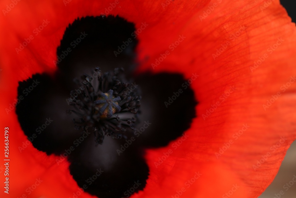 Field of poppies close up.oltu/erzurum/turkey Field of poppies close up.oltu/erzurum/turkey