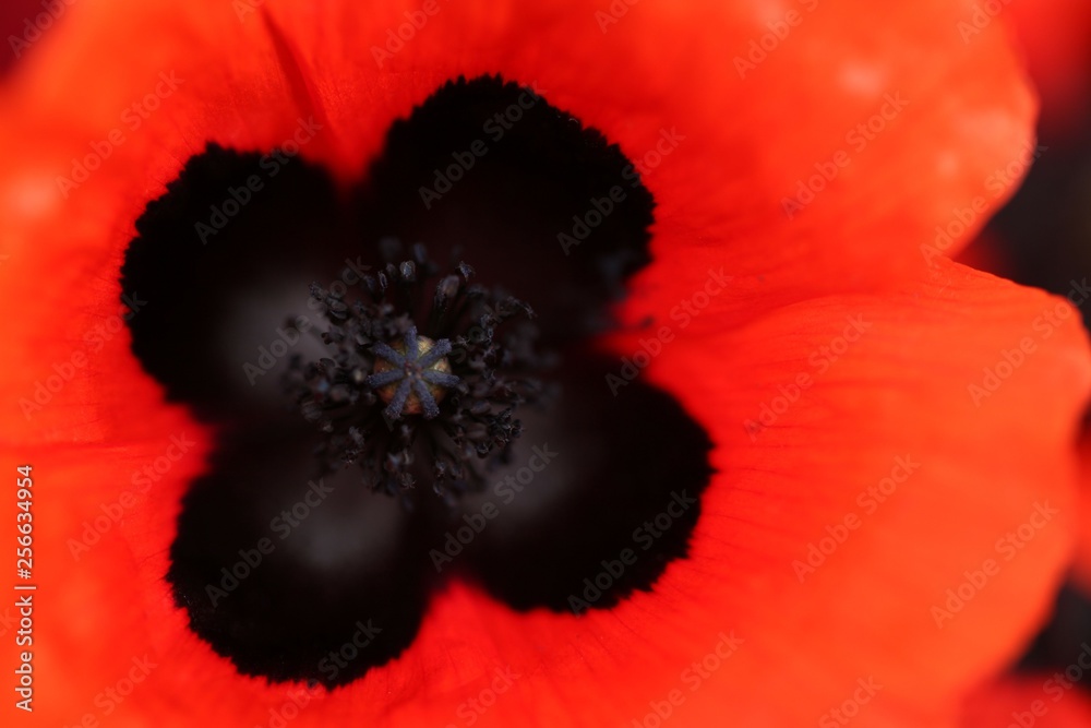 Field of poppies close up.oltu/erzurum/turkey Field of poppies close up.oltu/erzurum/turkey