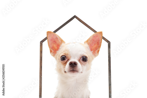 Chihuahua little dog under house shaped wooden sticks isolated on white background