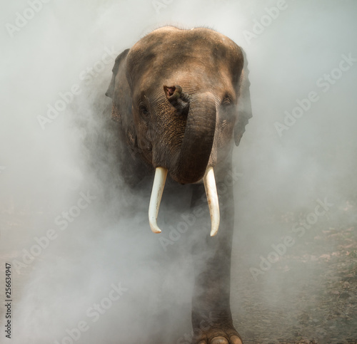 Canvas Print elephants