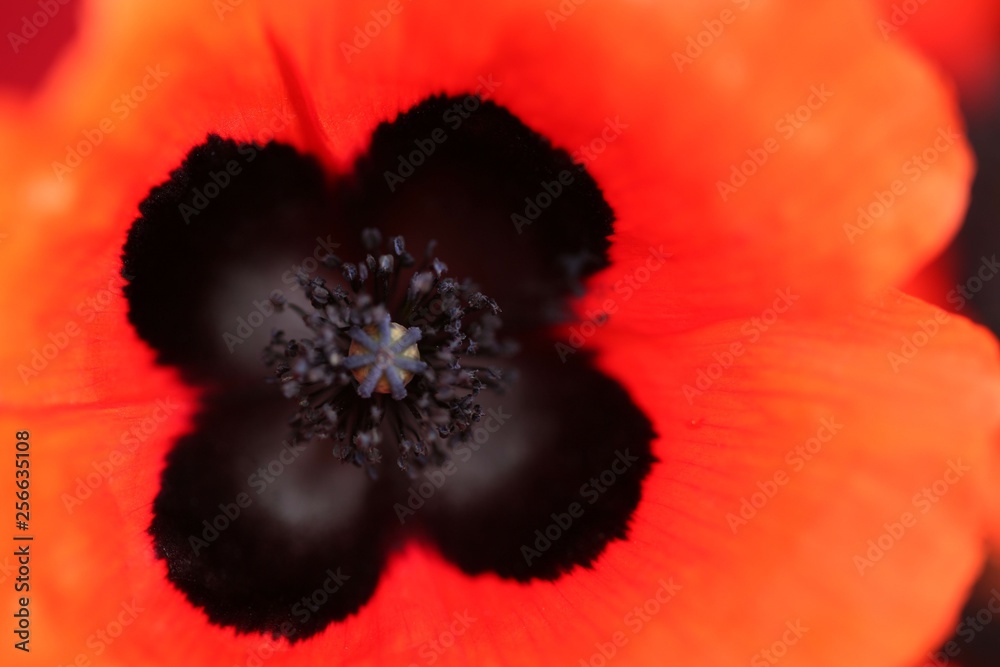 Field of poppies close up.oltu/erzurum/turkey Field of poppies close up.oltu/erzurum/turkey
