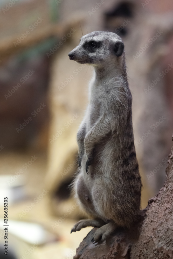 Watchful meerkat guards , an animal on a rock on a sandy background,  meerkat Timon Stock Photo | Adobe Stock