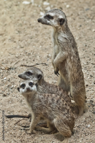 watchful meerkat guards his friends, small  little animals, meerkat Timon. © Mikhail Semenov