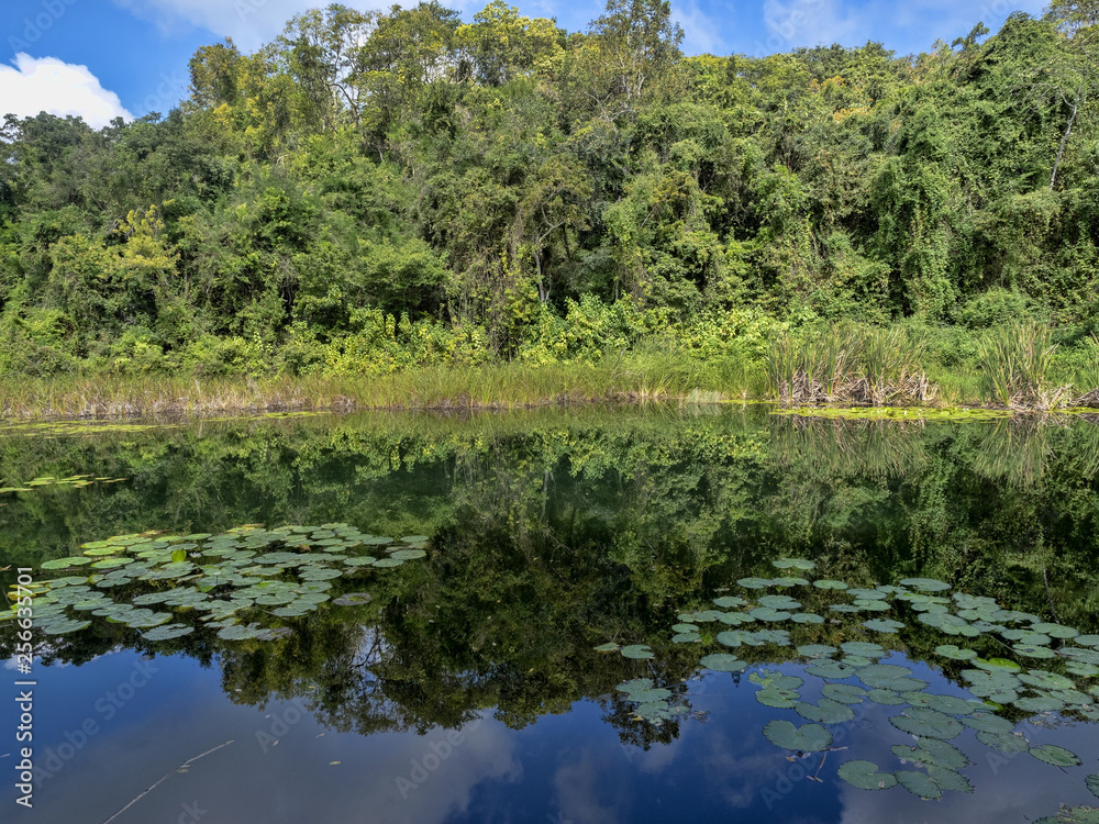 In the pool with water lilies the surrounding trees are mirrored, Guatemala In the pool with water lilies the surrounding trees are mirrored, Guatemala