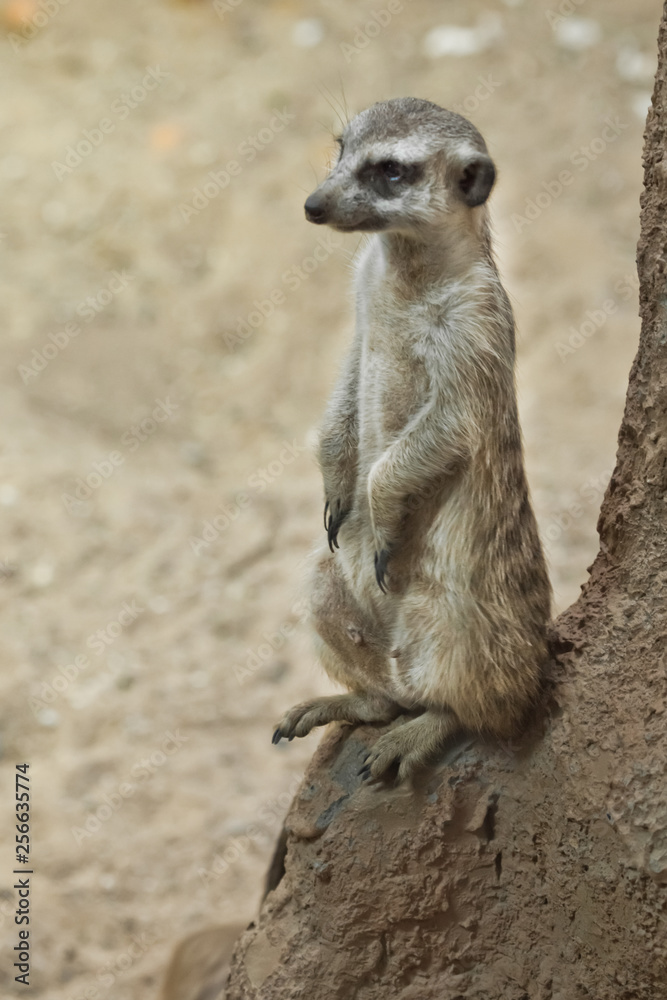 Watchful meerkat guards , an animal on a rock on a sandy background, meerkat Timon Stock Photo | Adobe Stock Watchful meerkat guards , an animal on a rock on a sandy background, meerkat Timon Stock Photo | Adobe Stock
