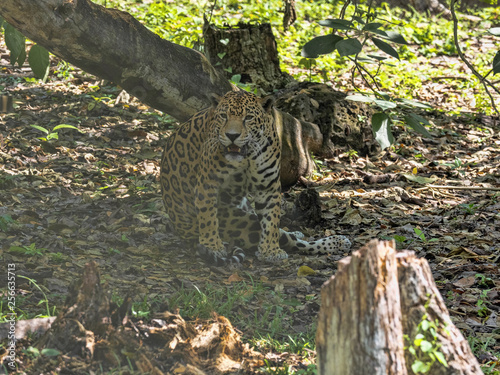 Jaguar, Panthera onca, is the largest American feline, Guatemala