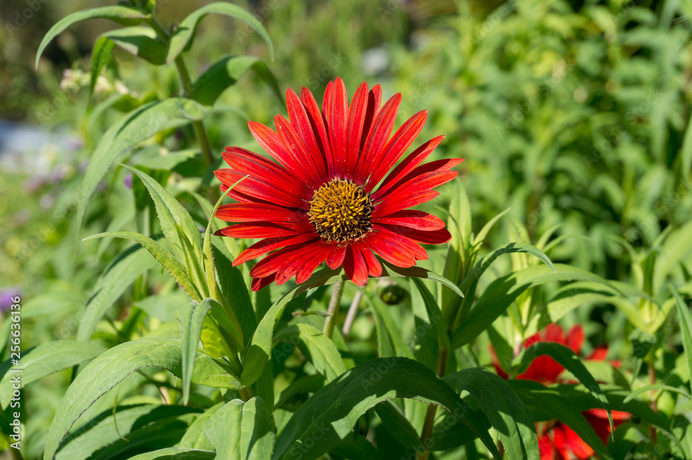 Bright red gerbera flower close up background Bright red gerbera flower close up background