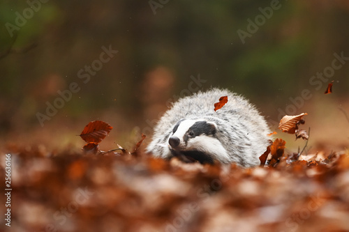 European badger in beech leaves