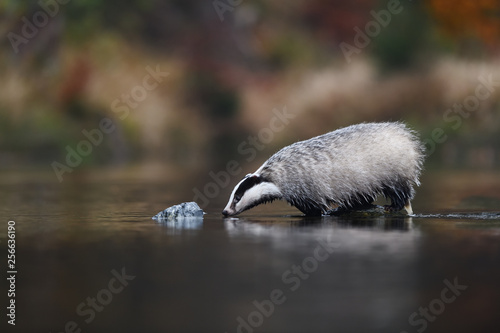 European badger drinking