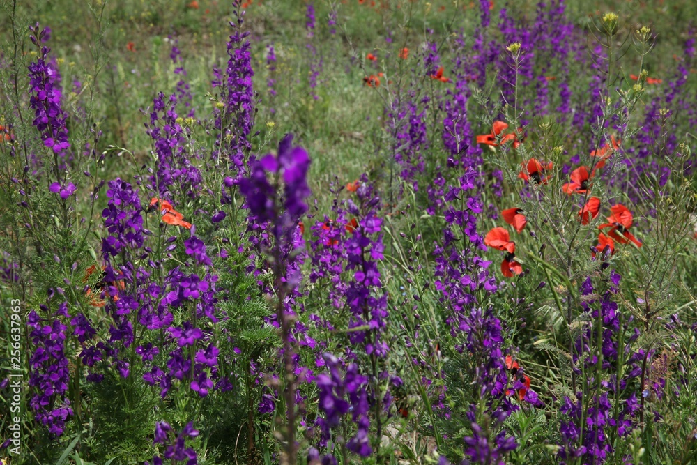 Naklejka premium Field of poppies close up.oltu/erzurum/turkey