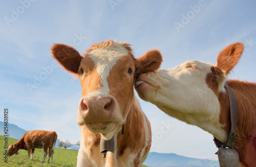 A cow giving affection to another