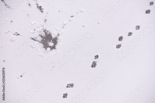 Traces of animals in snow. Concept of hunting and shooting wild animals. Deer, moose, wolf, fox, dog, cat paws footprints in the forest. Migration and mating time. 