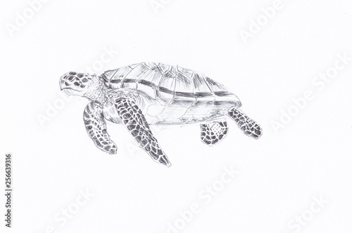 Pen and ink drawing of a turtle