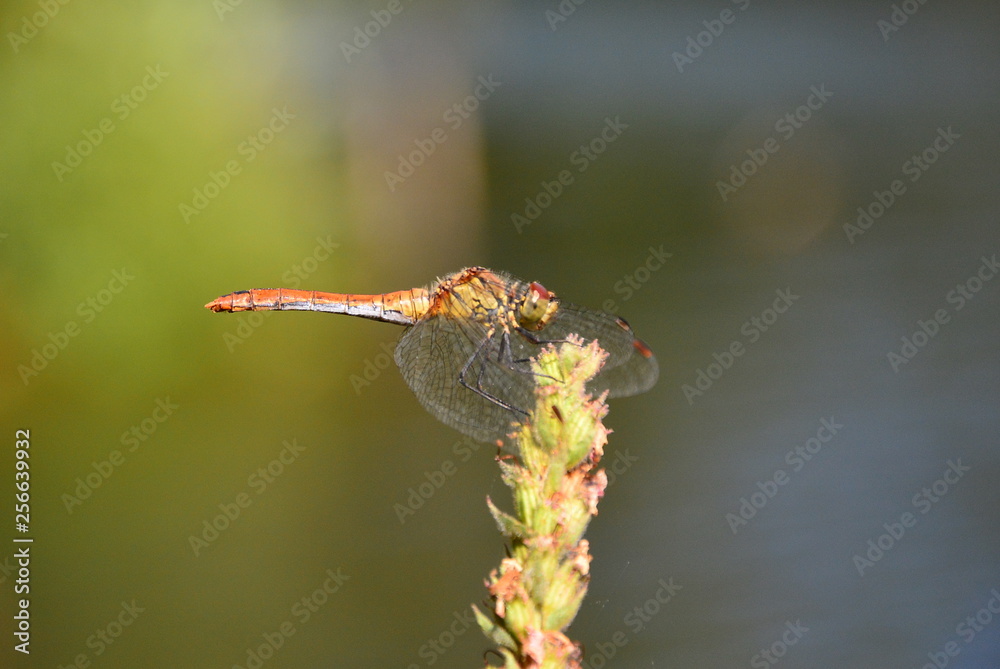 dragonfly on a flower