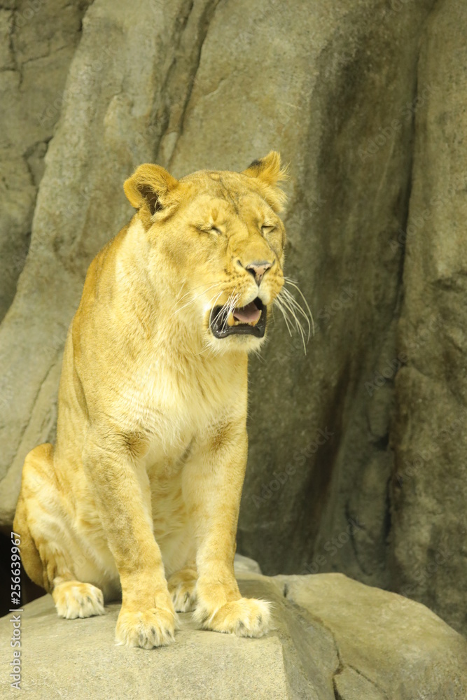 Obraz premium lion female