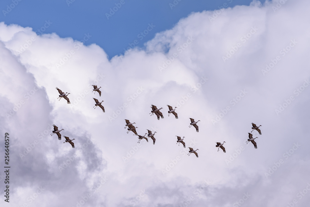Fototapeta premium Flight of Sandhill Cranes Against a Big Puffy White Cloud