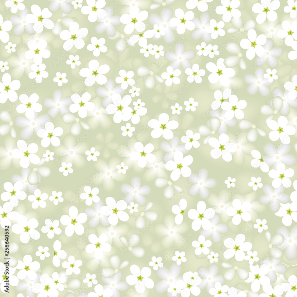 white flower. vector background with chamomile