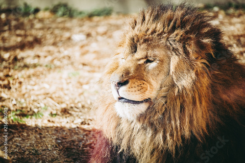 Fototapeta Naklejka Na Ścianę i Meble -  Portrait de lion