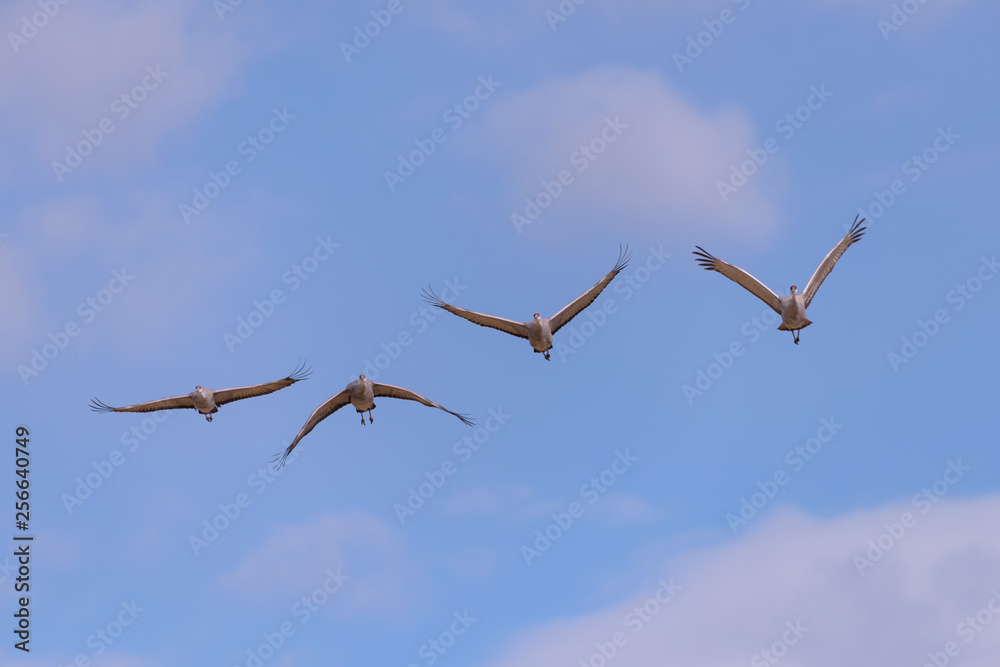 Fototapeta premium Flight of Sandhill Cranes Against a Partly Cloudy Sky
