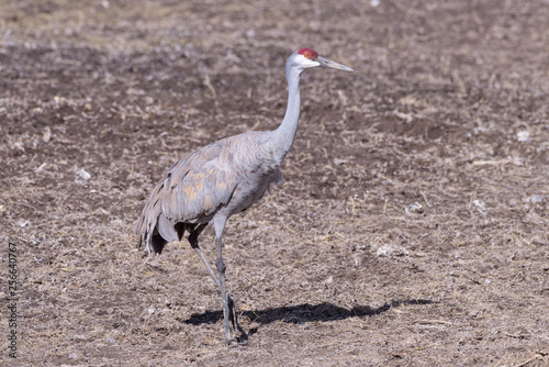 Greater Sandhill Crane Standing in a Field. Profile
