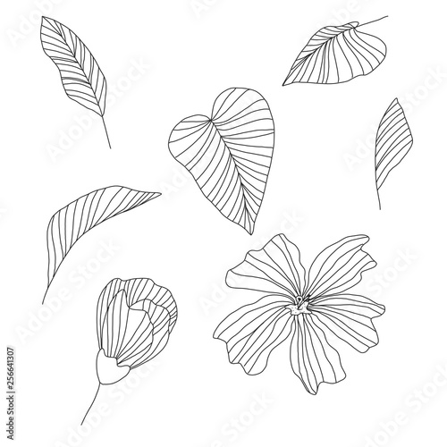 Tropical graphic flowers