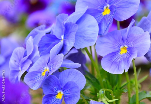 Fototapeta Naklejka Na Ścianę i Meble -  blue flowers in the garden