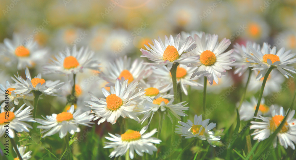 Fototapeta premium field of daisies