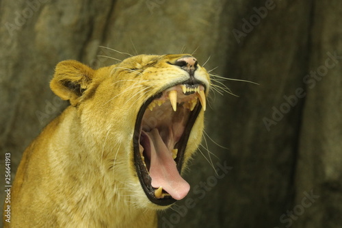 lion female photo