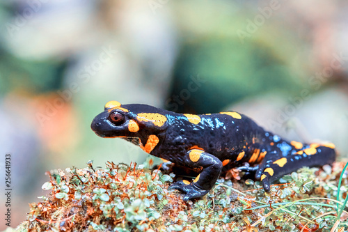 Fire salamander (Salamandra salamandra) in natural habitat photo