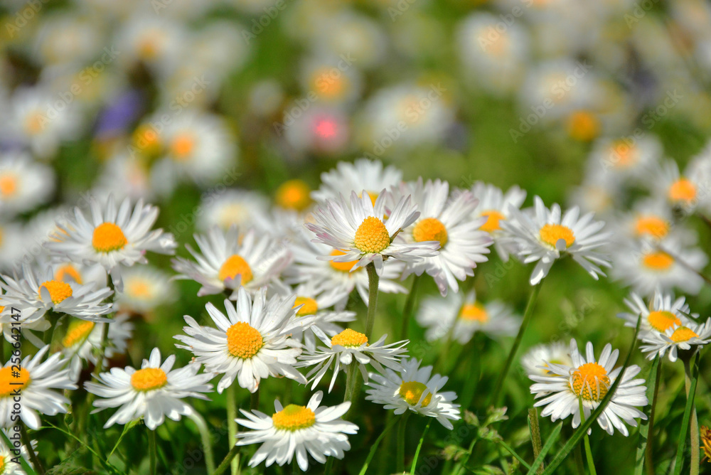Fototapeta premium field of daisies