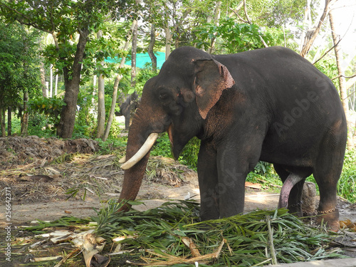 Canvas Print Indian elephant eats coconut palm leaves and thinks about the female, India, Ker