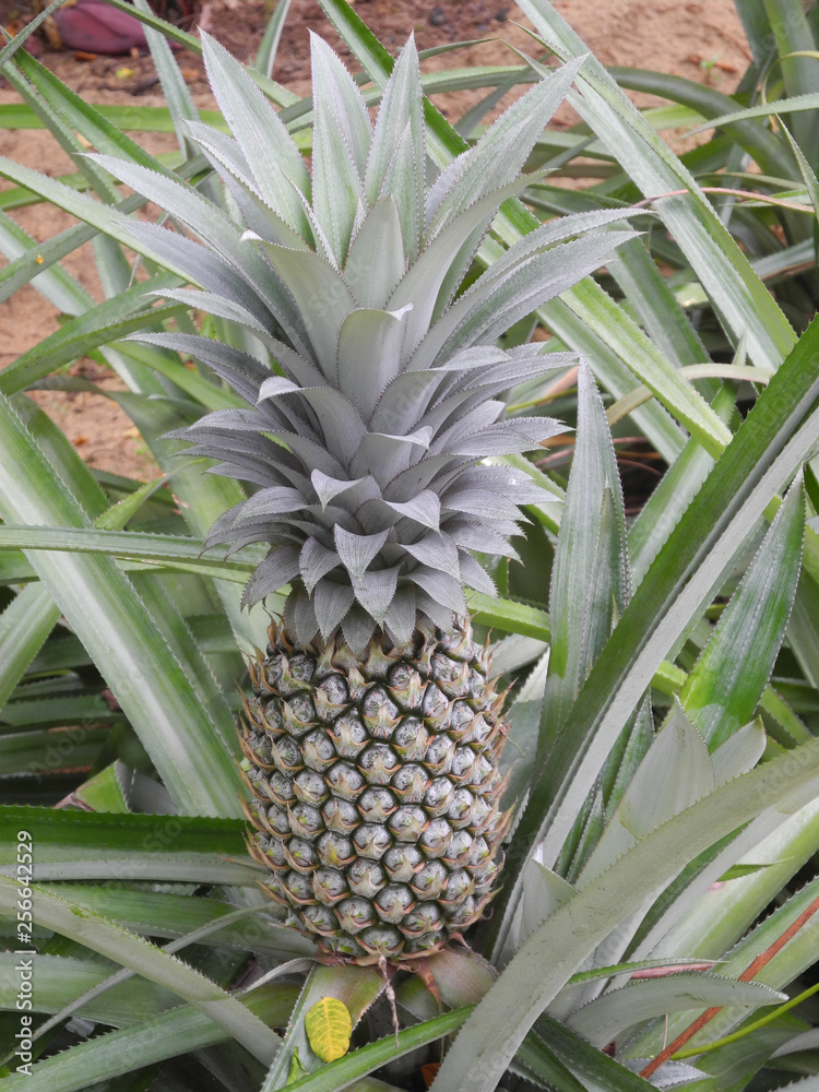 Pineapple plantation in Kochi, Kerala, India Pineapple plantation in Kochi, Kerala, India