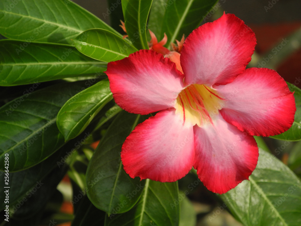Flower Pink Adenium (Desert rose) in Kochi, Kerala, India