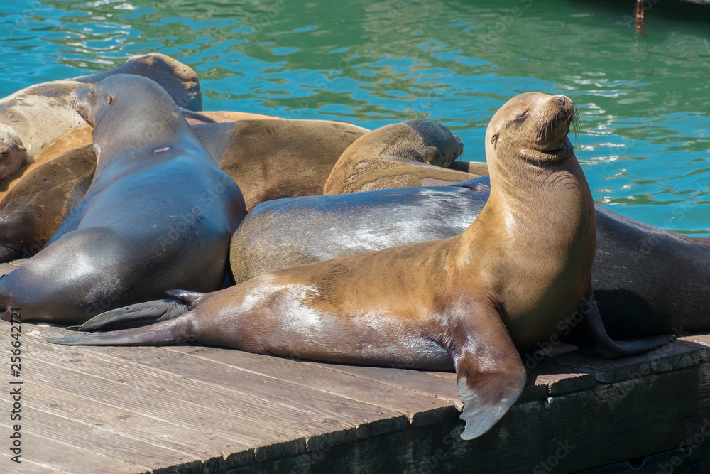 Fototapeta premium California Sea Lions Bask on the Docks at Pier 39