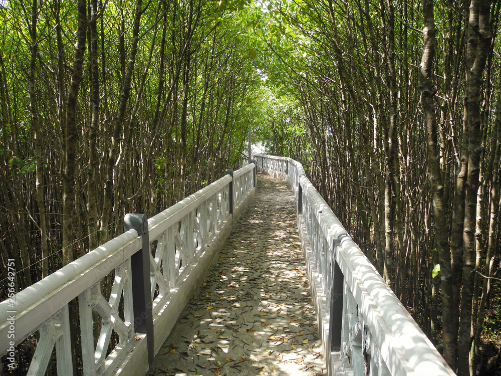 The road on the pedestrian bridge among thickets of tropical trees in Kerala Kochi The road on the pedestrian bridge among thickets of tropical trees in Kerala Kochi