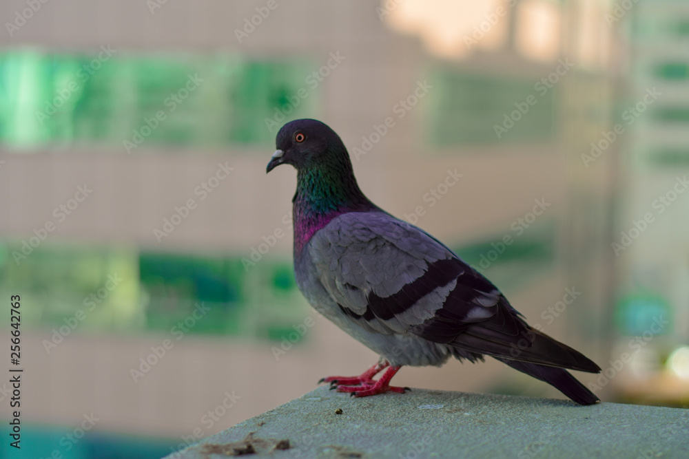Fototapeta premium Pigeon closeup shot with DSLR 