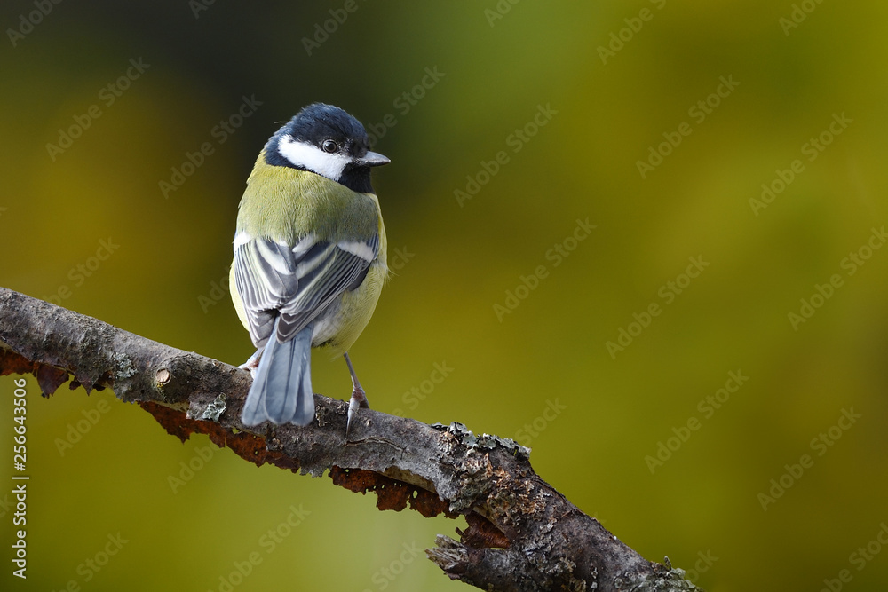 Obraz premium Great tit
