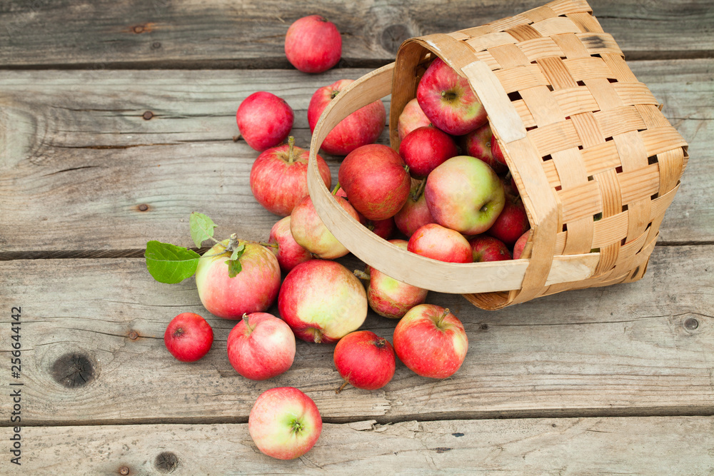 red Apples in pottle on wooden background red Apples in pottle on wooden background