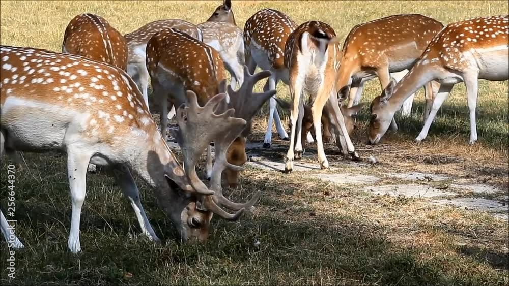 herd of fallow deer on meadow herd of fallow deer on meadow