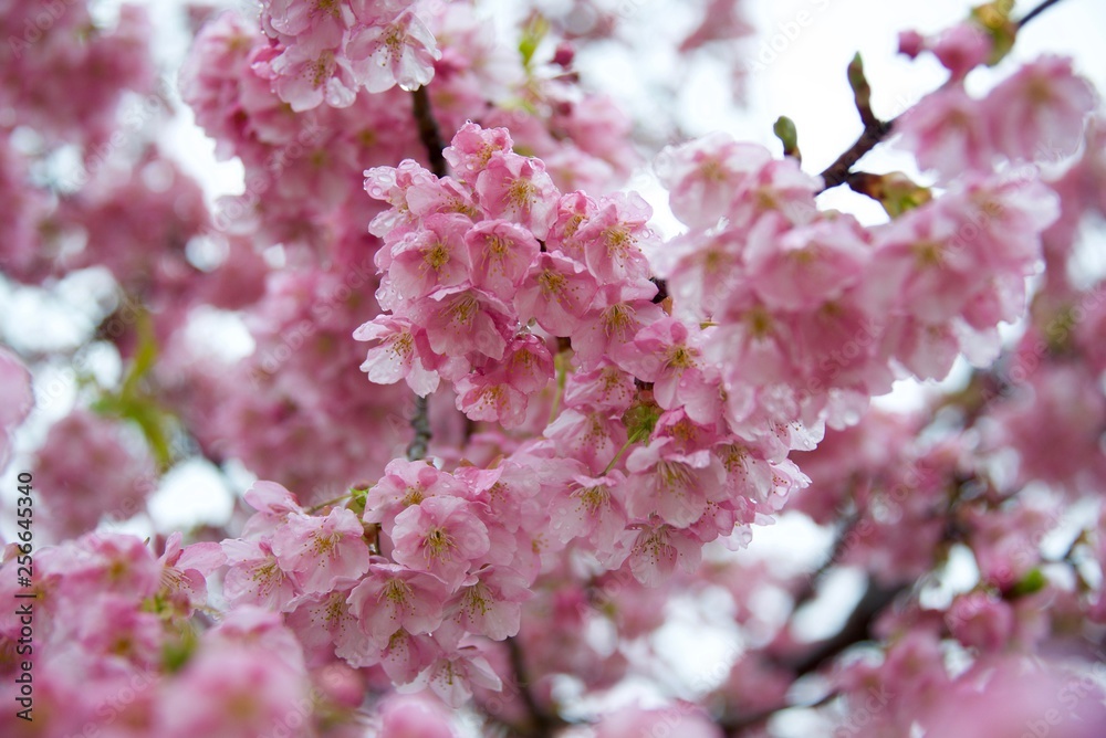Early Blooming Cherry Blossoms Taken in Japan Name is Kawazu Cherry