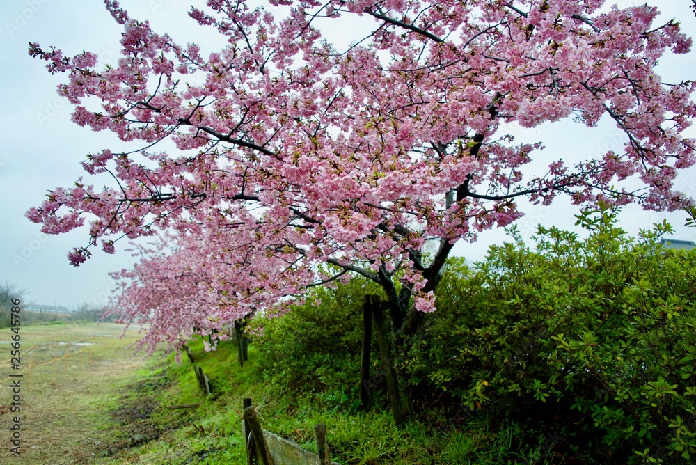 Early Blooming Cherry Blossoms Taken in Japan Name is Kawazu Cherry Blossoms Early Blooming Cherry Blossoms Taken in Japan Name is Kawazu Cherry Blossoms