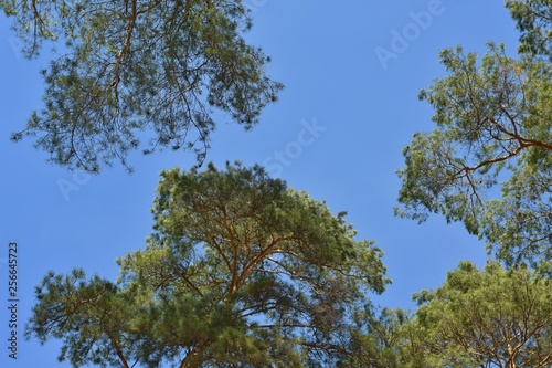 The tops of the green pines on the blue spring sky. Beautiful forest background with tops of pine and sun lights on the brunches. Evergreen trees and blue sky
