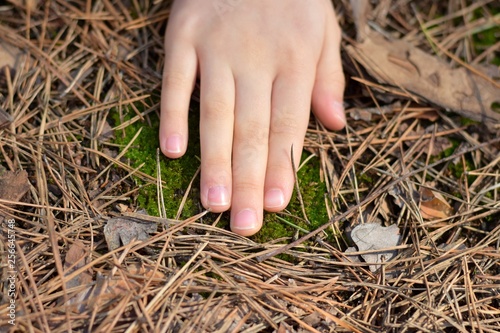 White children's hand touches the green spring moss. Stub of green fresh moss in dry pine needles at the spring forest. Beautiful green fluffy moss with selective focus and kid hand laying on it.