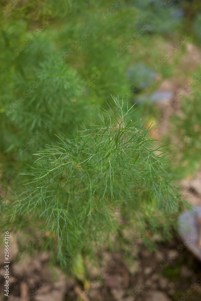 Foenicum vulgare Foenicum vulgare