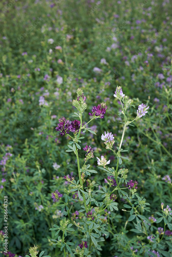 Medicago sativa