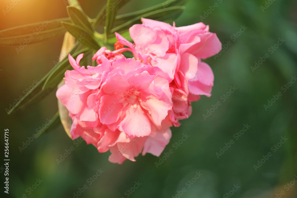 Obraz premium Pink oleander on a green background