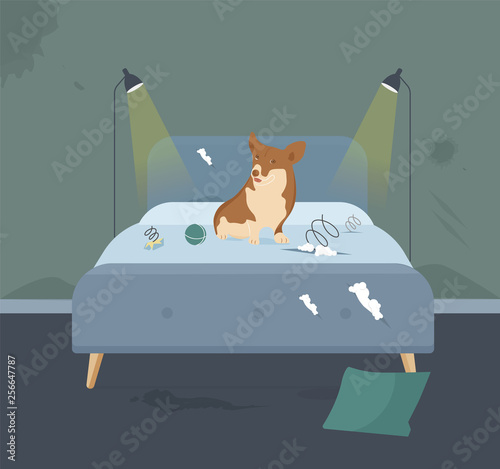 Home Pet Destroyer Lies on Bed with Torn Pillow, Urine Puddle, Holes, Cut Stuff, Spring from Mattress. Small Guilty Welsh Corgi Pembroke is making mess with funny face and ball. Broken Old Bedroom