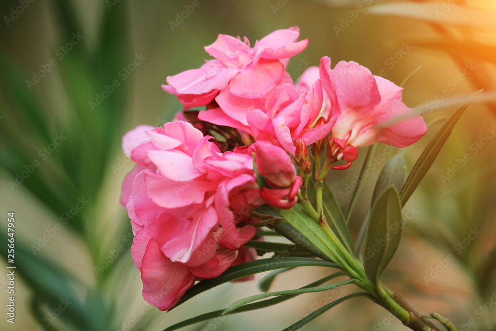 Pink oleander on a green background Pink oleander on a green background