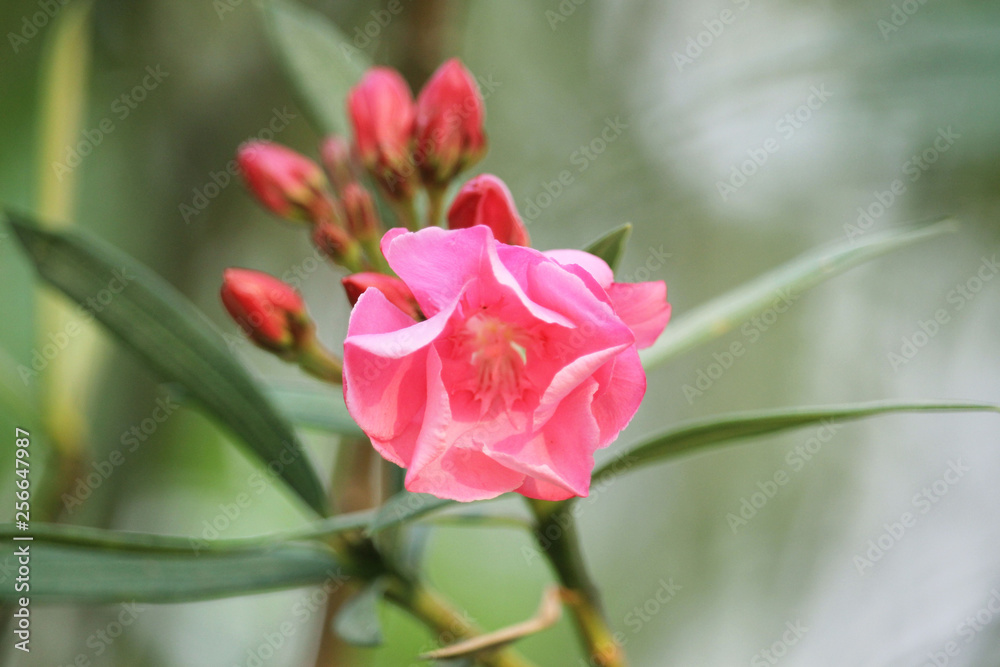 Pink oleander on a green background Pink oleander on a green background