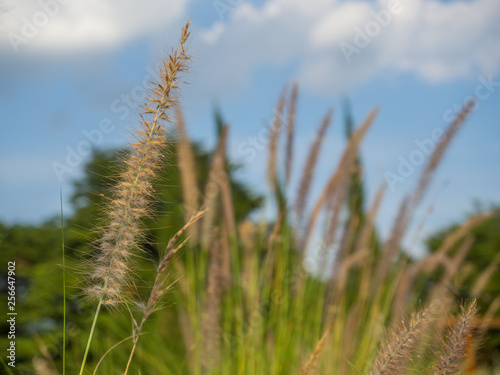Beautiful wild grass and blue sky